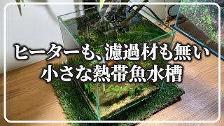 【ヒーターなし】初心者の小型水槽アクアリウム【20cmキューブ水槽】