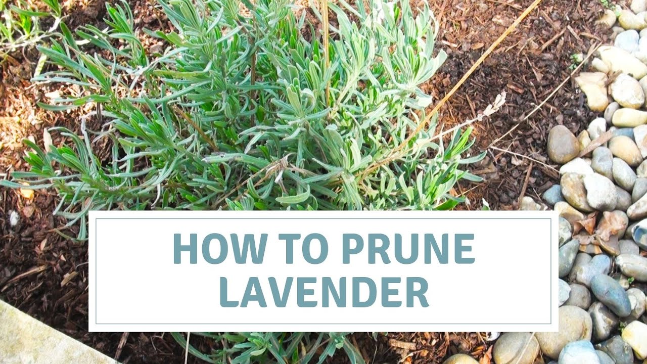 How To Prune Lavender And Avoid Leggy Plants - YouTube