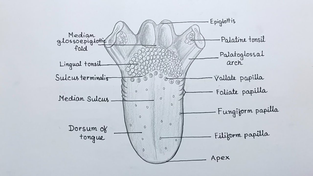 Tongue Anatomy Diagram Tongue Anatomy рџџ Biology
