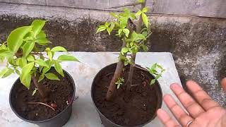 How to grow Bael from cuttings without rooting hormone (update) 5/9/17 How to grow Bael from cuttings without rooting hormone (update) 5/9/17