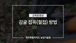 2024년 감귤 접목(절접) 방법