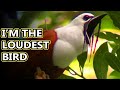 Bellbird facts: they're very loud | Animal Fact Files