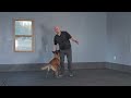 Master the Basics of Working Dogs
