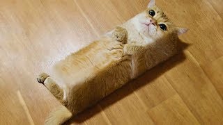 可愛い 面白い動物たちの癒されるgif画像まとめ
