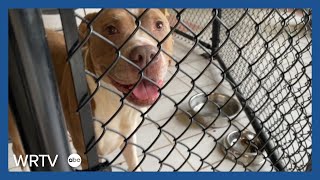 Operation Indy Animals helps address shelter overcrowding with free spay, neuter services