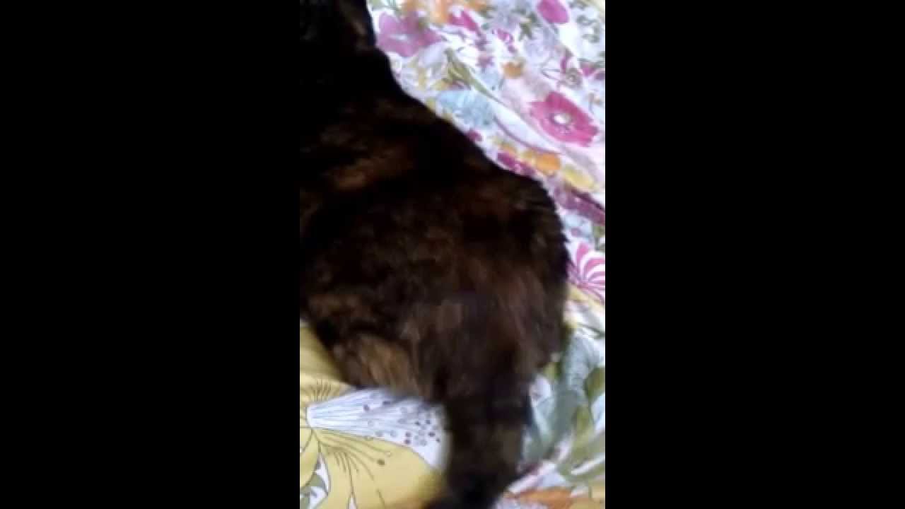 Twerking Cat Youtube