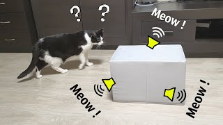 Meow from the Box. Cat’s Reaction