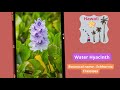 Hawiian Flowers Part 1, Colors of Hawaii | Flowers of Hawaii, Nature | Soothing music |