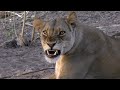 Chobe Safari Lodge, Kasane, Botswana, Africa