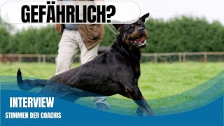 Hund attackiert Besitzer - so wurde Baloo zum Familienhund!