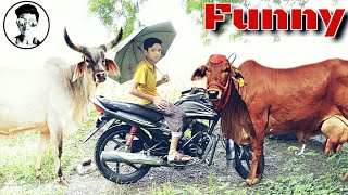 Very funny, indian, Best, comedy, vines, most funny, super comedy, indian cow, गाय, Brother Lal