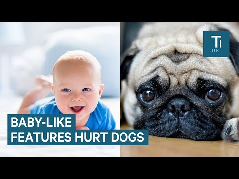 What are the problems with selective breeding?