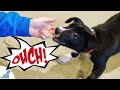 Use These Tips To Stop Your Puppy From Biting Your Hands