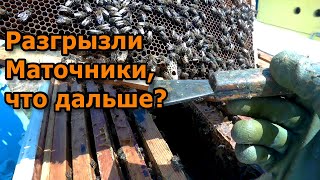 Мощный взяток - залог выхода из роевого состояния.