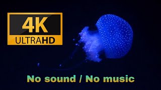 4k aquarium video | ( no music / no sound )