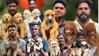 Pets Market Sunday In Chennai 2024 Puppies, Cat, Birds, Fish, All Types Of pets in one place