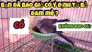 tôi đã từng suy nghĩ sẽ từ bỏ đam mê chơi chim cu gáy |Góc Nhỏ Quê Tôi