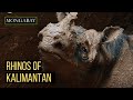 Saving Sumatran Rhinos: Updates from Kalimantan, Indonesia