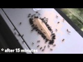 ANT GEL is the best way to kill ants. TIMELAPSE.