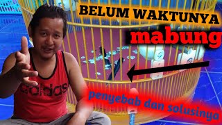 penyebab serta solusi murai batu nyulam