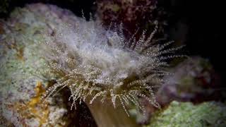 Corkscrew Anemone Spawning