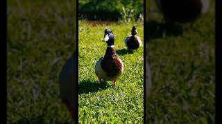 Duck | Duck Videos | Duck Videos for kids #oddlysatisfyingvideo #shorts #duck