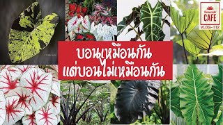 ประเภทของบอน Colocasia, Alocasia, Caladium ต่างกันยังไง (VLOG-112)