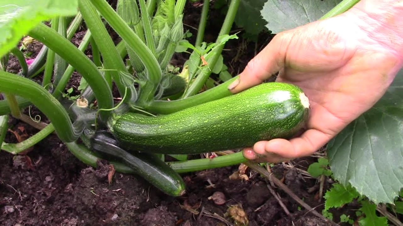 Wie Man Zucchini Ganz Einfach Einfriert Und Ein Total Leichtes Rezept ...