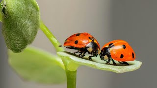 10 Red & Black Facts about Ladybugs 🐞