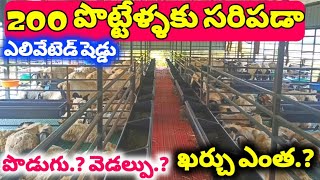 Eliveted sheep farm 200 SHEEPS capacity పొట్టేళ్ళ పెంపకం sheep farming videos