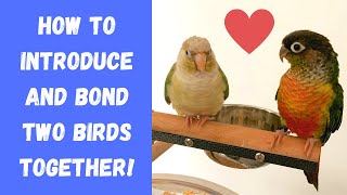 How to Introduce and Bond Two Birds Together! | TheParrotTeacher