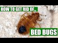 How To Get Rid Of Bed Bugs Guaranteed (4 Easy Steps)