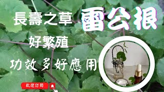 被遺忘的神奇藥草!野菜【雷公根】的種植｜DIY精華油&乳液