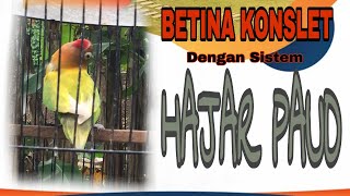 CETAK LOVEBIRD BETINA KONSLET DENGAN SISTEM HAJAR PAUD #part1