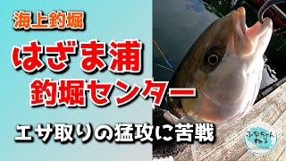 【海上釣堀】はざま浦釣堀センター　エサ取りの猛攻に大苦戦