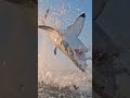 video credit to the owner discovery #sharks