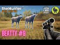 Beatty #9 Layton Lakes | theHunter: Call of the Wild (PS5 4K)