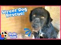 Stray Dogs Travel 23 Hours To Their New Home | Dodo Kids | Rescued!