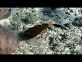 2 Mile Reef Bazaruto Island snorkeling