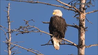 Georgia’s Bald Eagle Population Makes A Comeback
