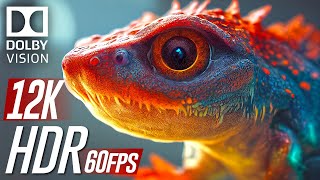 12K HDR 60fps Dolby Vision | Wild Animals Video