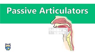 Passive Articulators