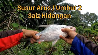 Tak Sampai 24 Jam‼️Sungai Keruh Dah #VLOG82 ( Susur Arus / Umbut 2 & Lais Pengumbat Kumpau )