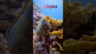 Octopus are special for their big brains 🐙#viral #trending #shorts #octopus