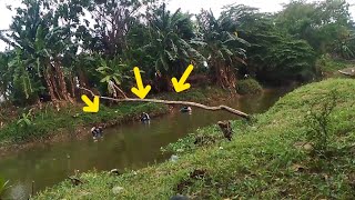 Lagi Asik Mancing....!!! Tiba-tiba Kedatangan Tamu Jadi Rame...!!!???