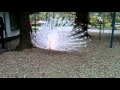 white peacock PAUN ALB Cismigiu 04.2011.mp4