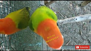 Lelang Lovebird Opaline Green Sepasang 2 Juni 2018