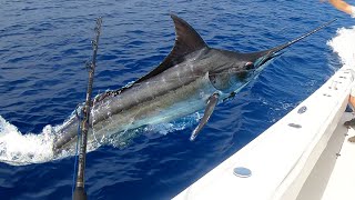 Epic Blue Marlin Encounter & 14 Yellowfin Tuna Catch - Unforgettable Fishing Adventure! (C,C&C)