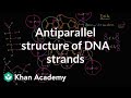 Antiparallel structure of DNA strands | Biology | Khan Academy