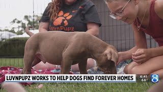 Rescue works to find dogs forever homes